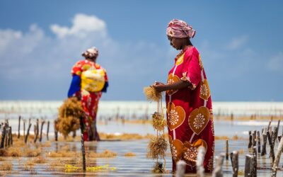 The Safe Seaweed Coalition Roundtables are opening next week!