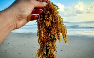 Safe Seaweed by Design is launching a survey on safety hazards in the seaweed sector