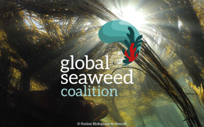 Safe Seaweed Coalition becomes the Global Seaweed Coalition
